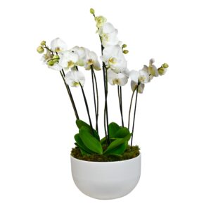 White Phalaenopsis