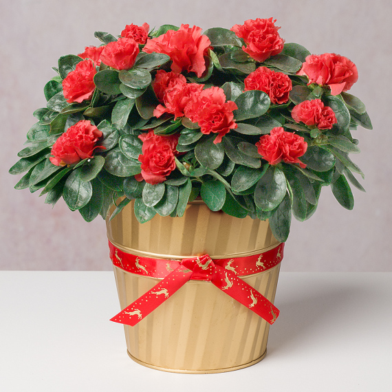 Red Azalea in Gold Festive Pot