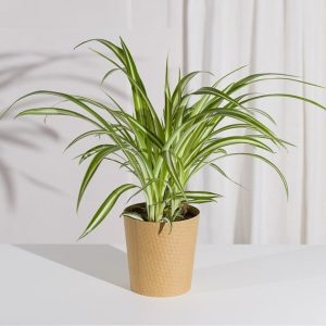 Spider Plant